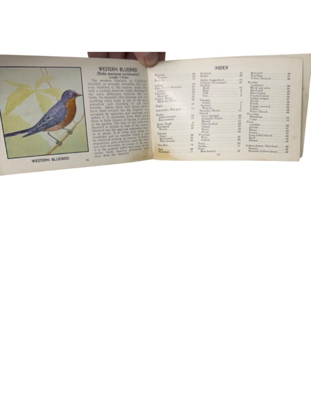 Vintage 1931 "The Green Book Of Birds Of America" By Frank G. Ashbrook - Picture 16 of 16